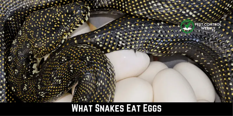 What Snakes Eat Eggs