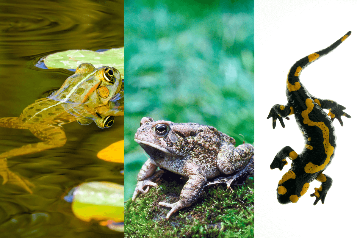 Frogs, Toads, and Salamanders