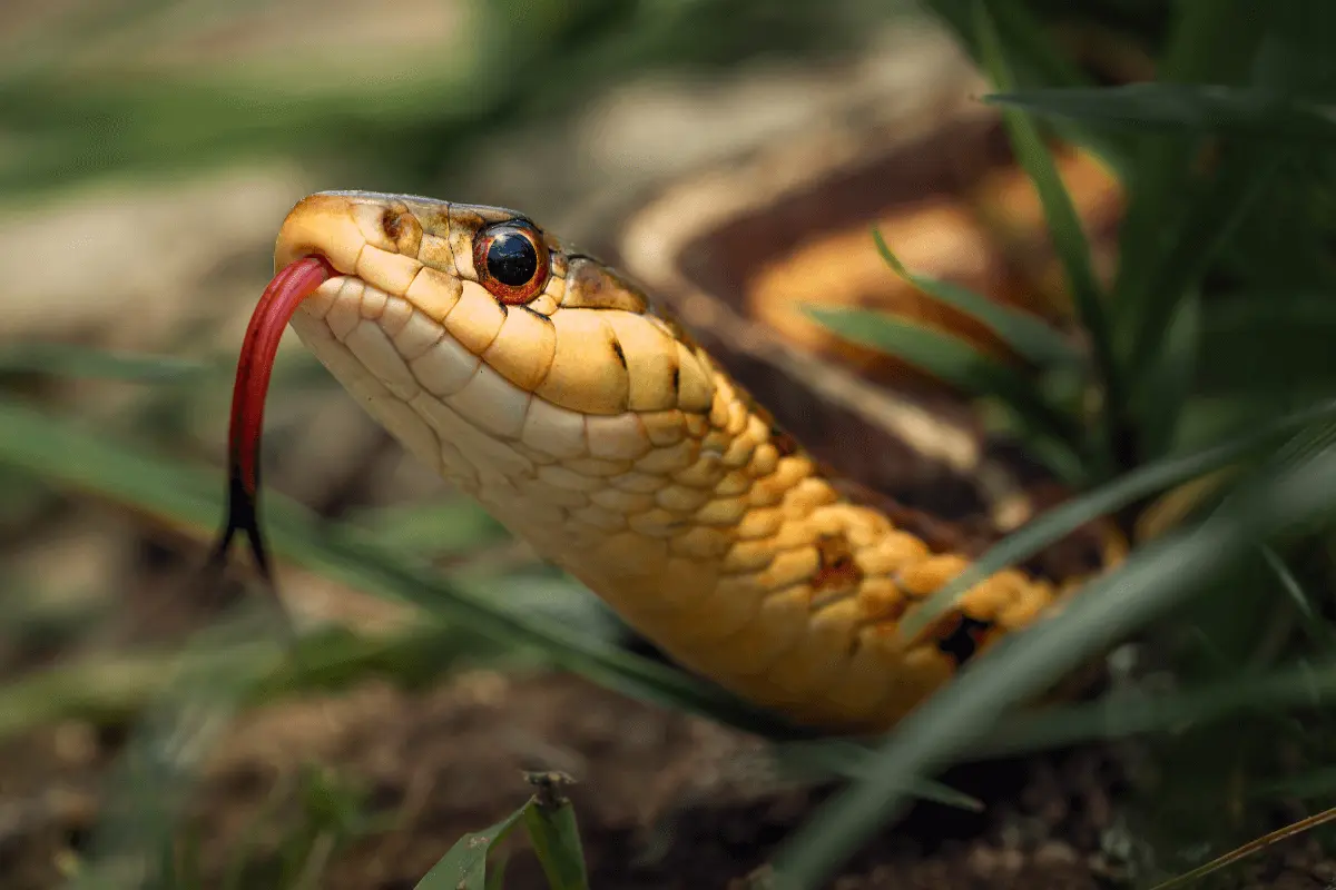 snake Tongue