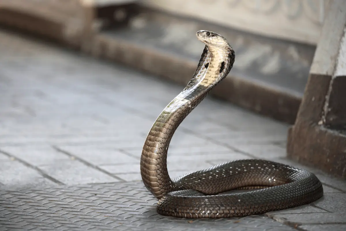 Angolan Cobra