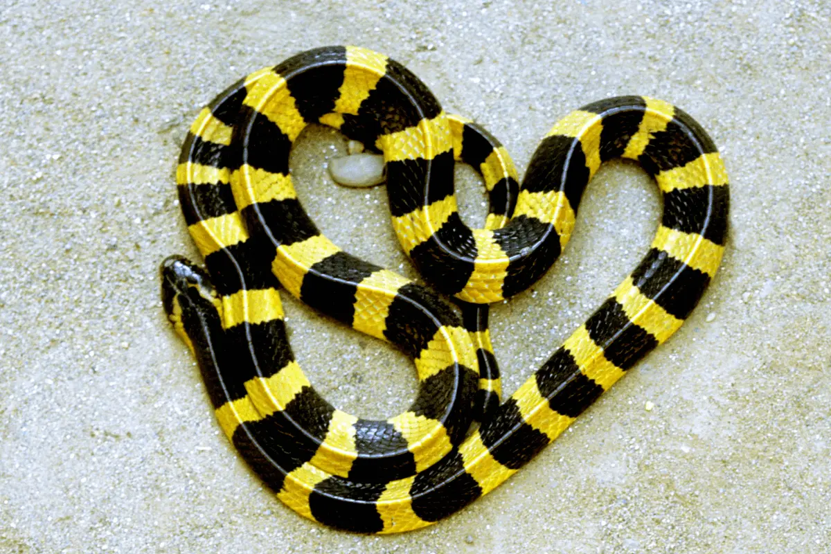 Banded Krait Snake