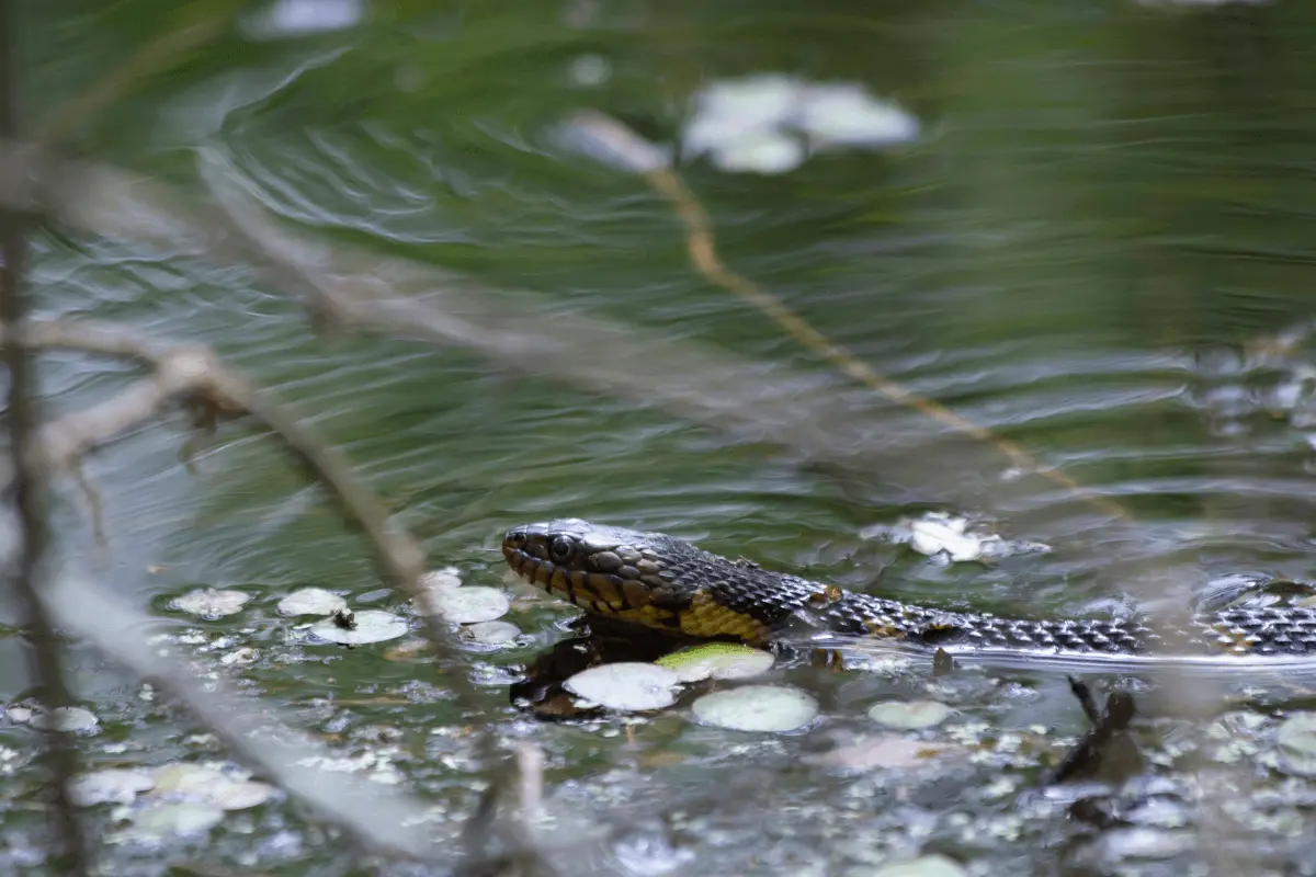 Banded-Water-Snake