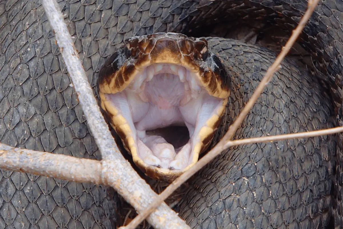 Cottonmouth-snake