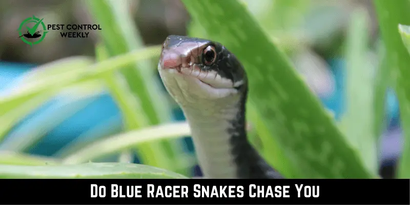 Do Blue Racer Snakes Chase You
