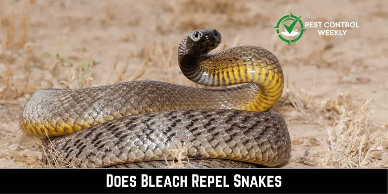 Does Bleach Repel Snakes