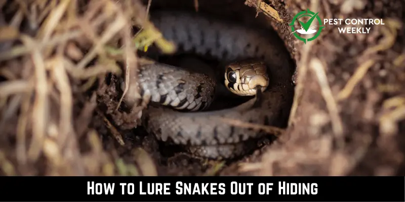 How to Lure Snakes Out of Hiding