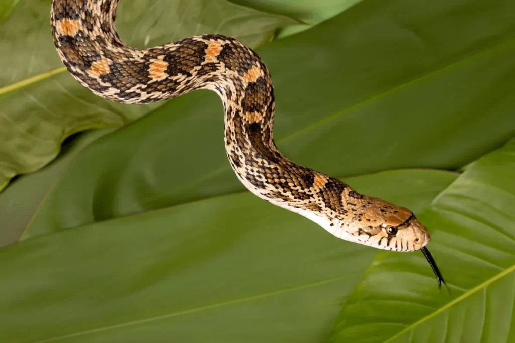 Ecological-Role-of-Snakes