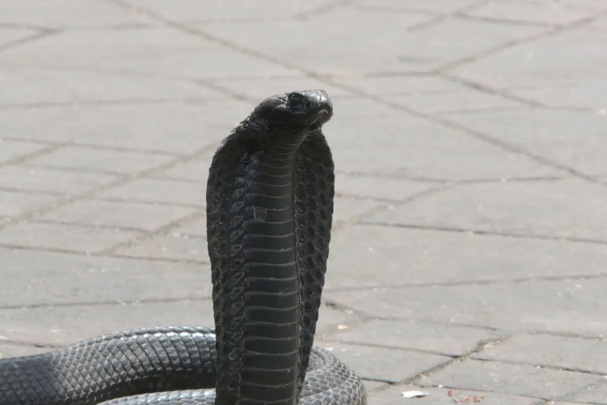 Egyptian Cobra Snake