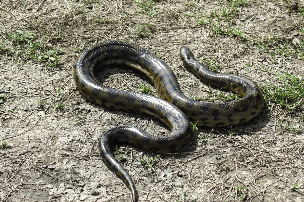 Green-Anaconda-Eunectes-murinusA