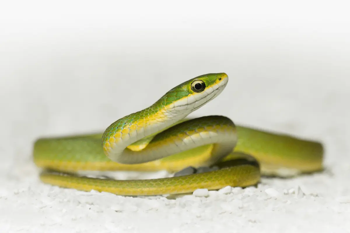 Green-Snake