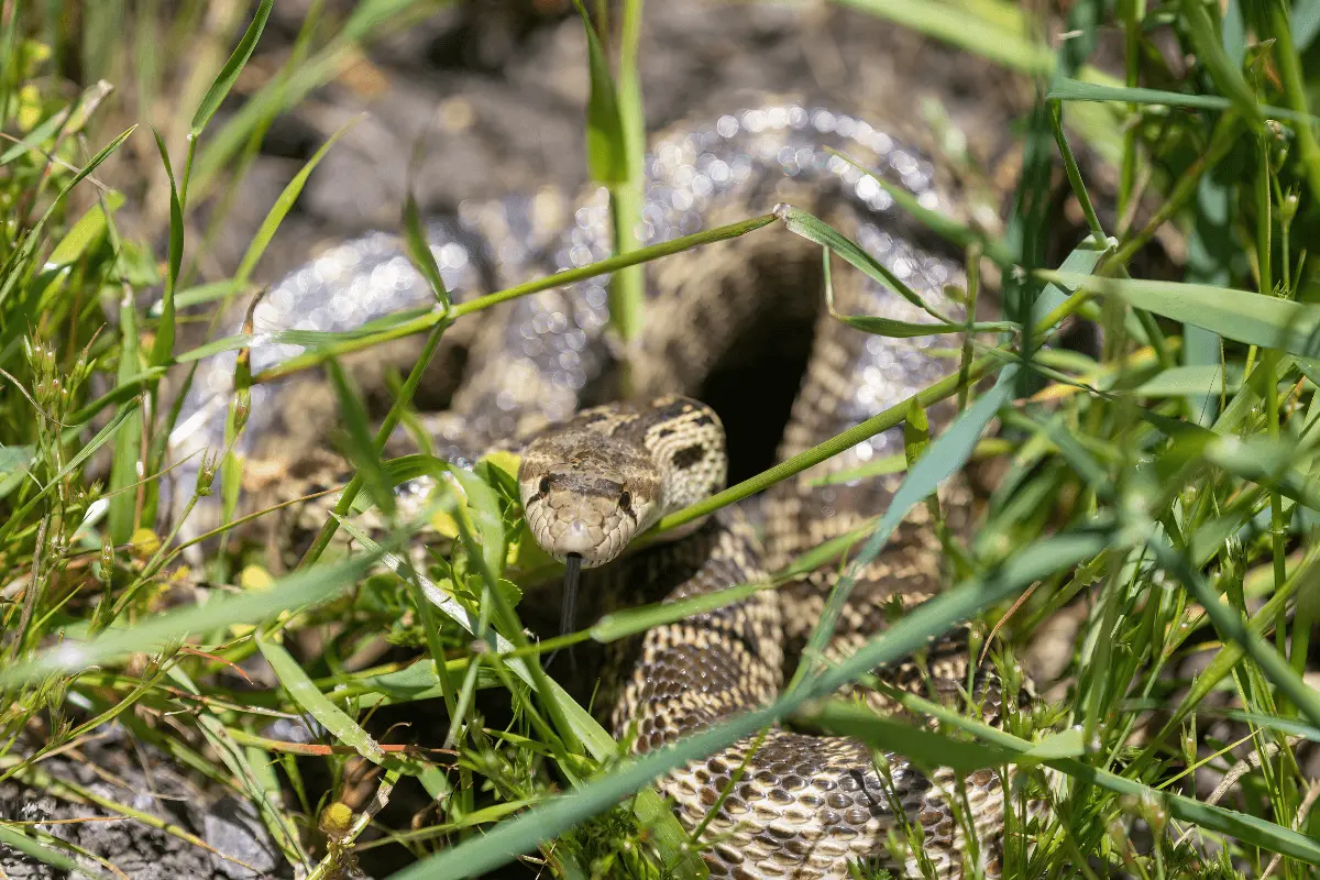 Hiding-Spots-for-snakes