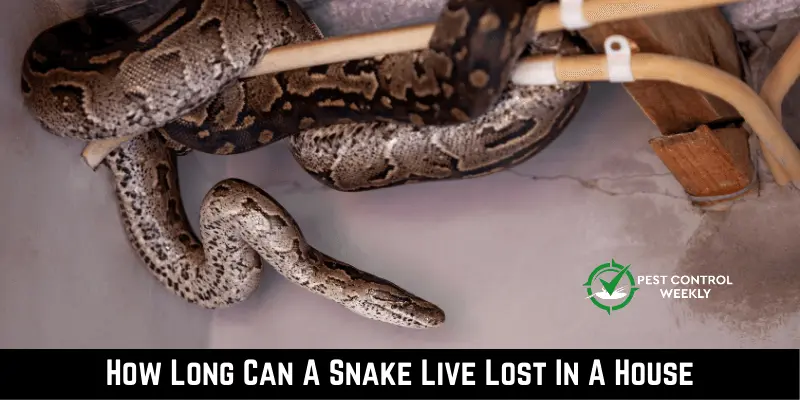 How Long Can A Snake Live Lost In A House