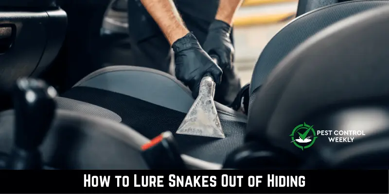 How To Get Snake Out Of Car Interior Safely