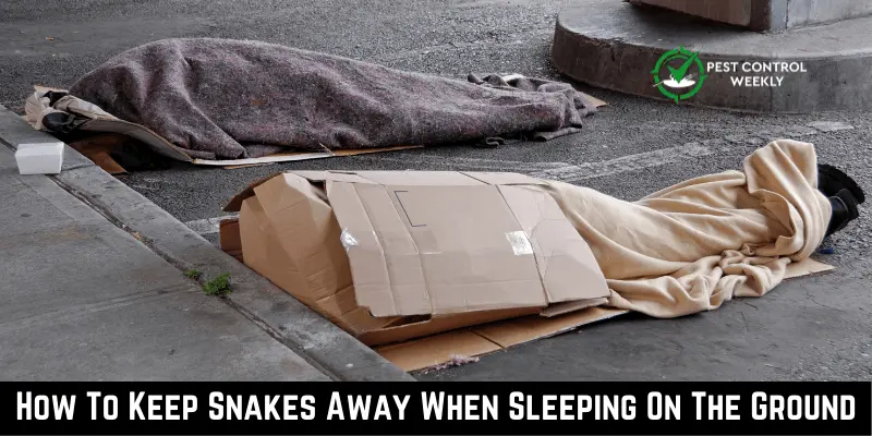 How To Keep Snakes Away When Sleeping On The Ground
