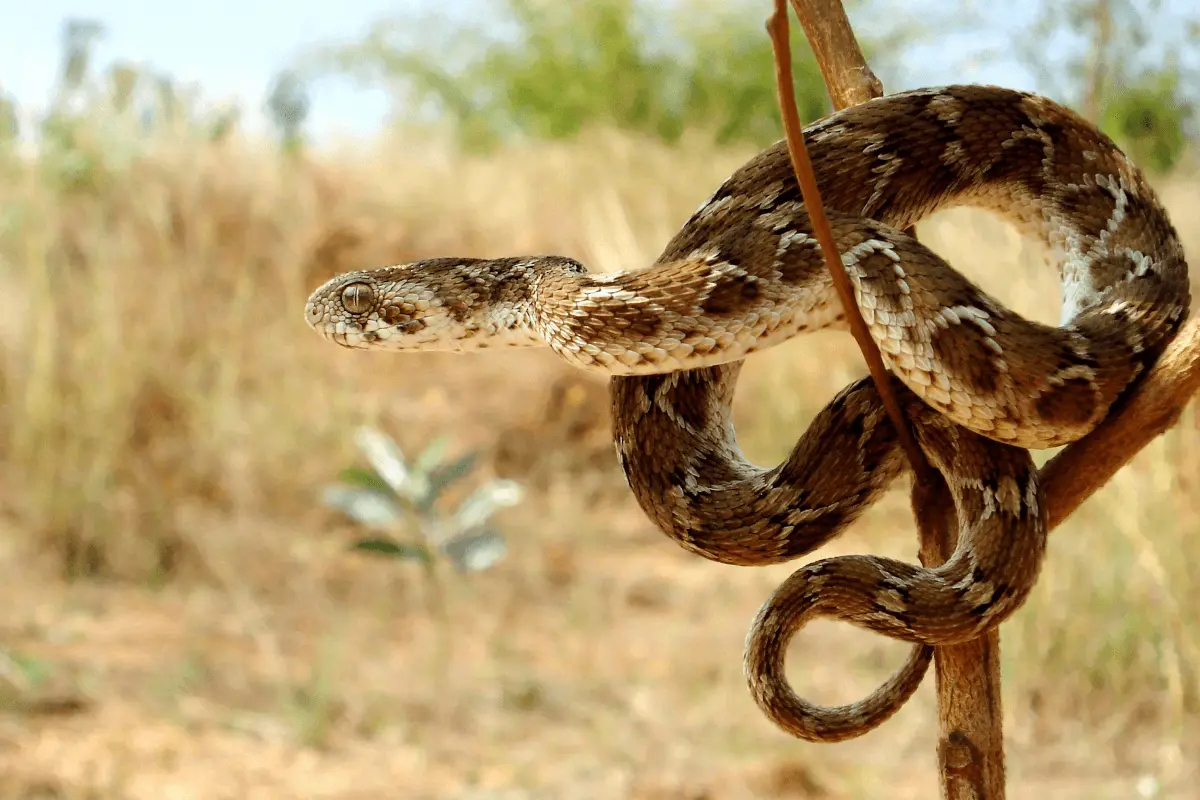 Saw-Scalped Viper Snake