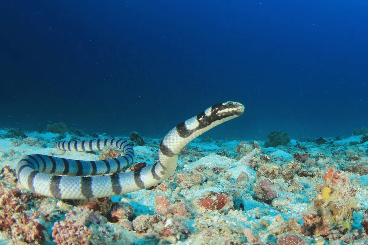 Sea-Krait-snake