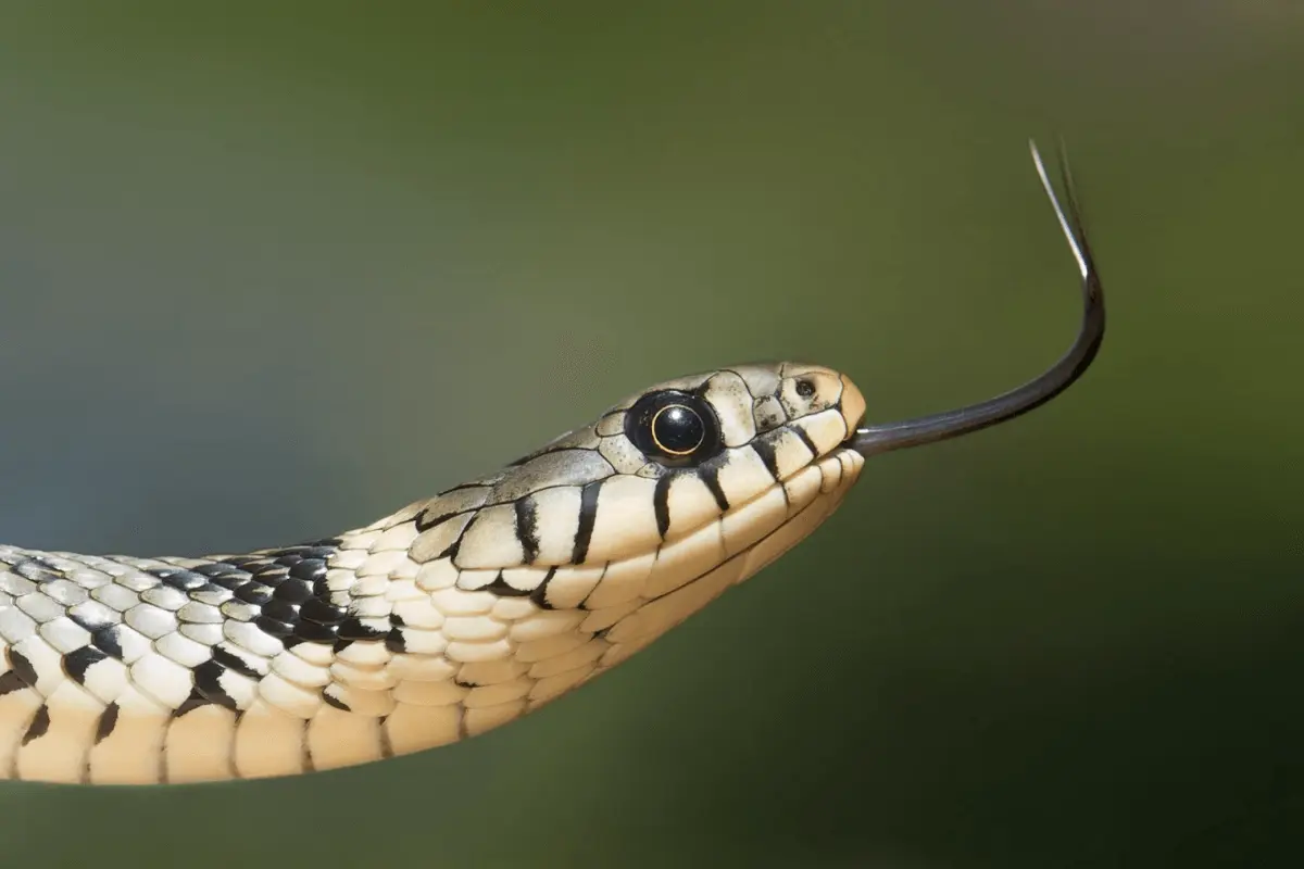 Snakes-Sense-of-Smell