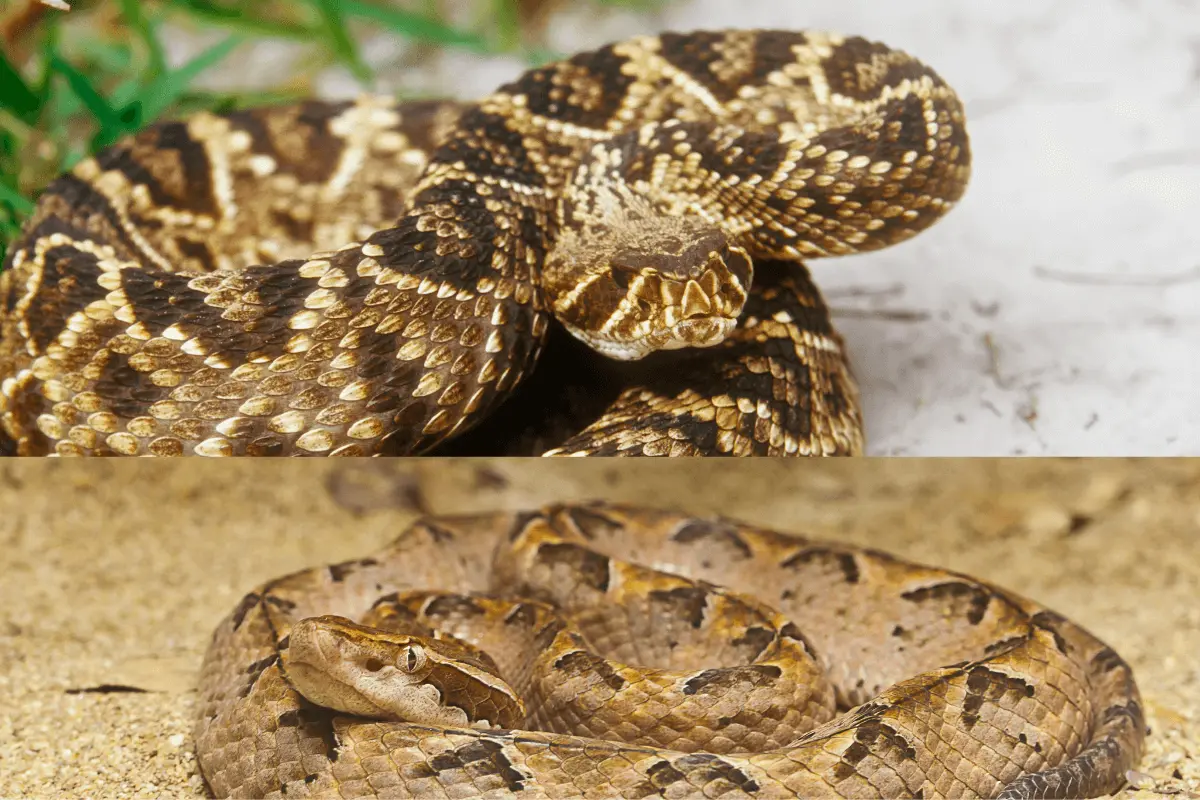 Viper Snake