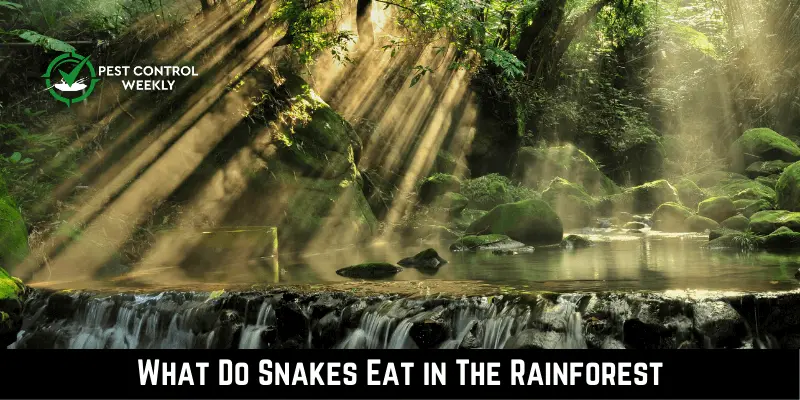 What Do Snakes Eat in The Rainforest