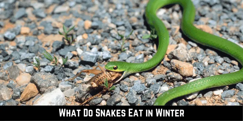 What Do Snakes Eat in Winter-2