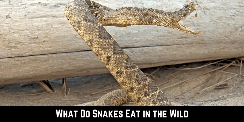 What Do Snakes Eat in the Wild