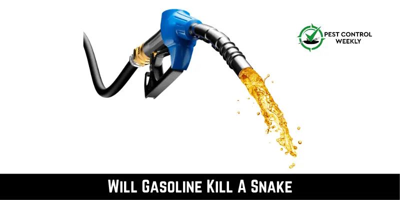 Will Gasoline Kill A Snake
