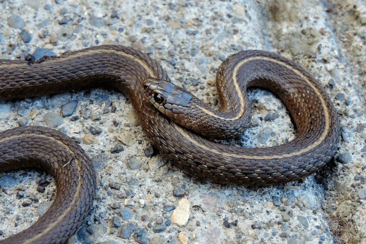 garter-snake