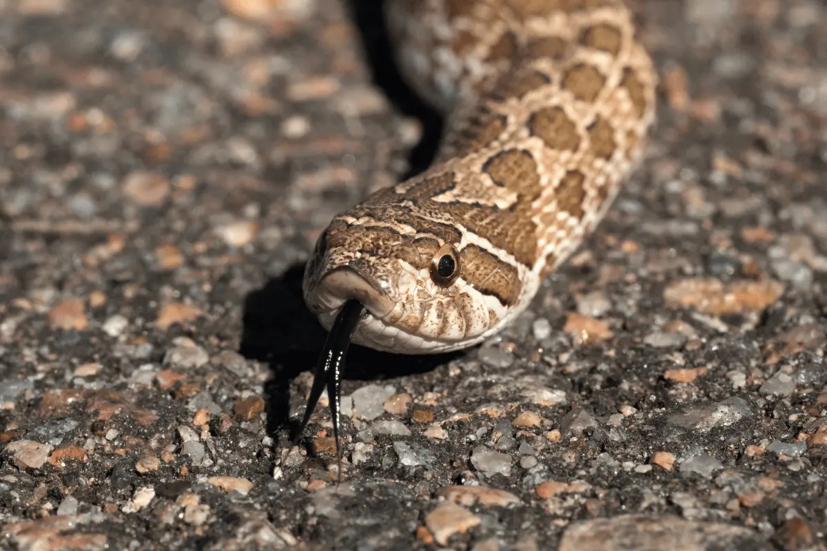 hognose-snake