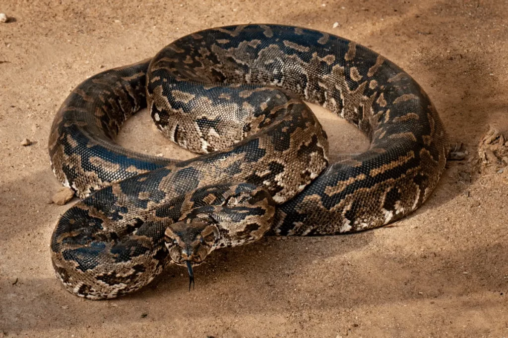 African-Rock-Pythons