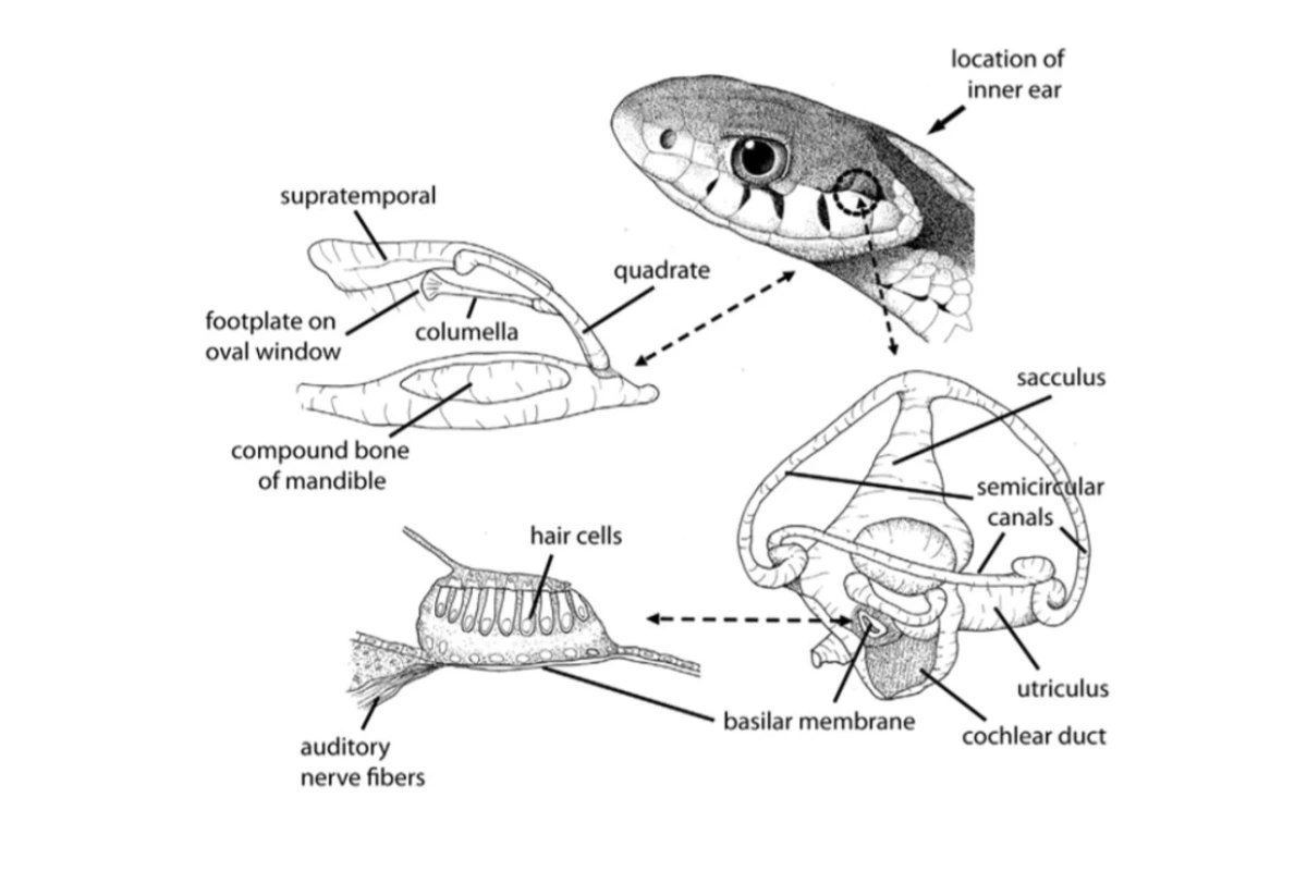 Basic-Anatomy-of-a-Snakes-Eye