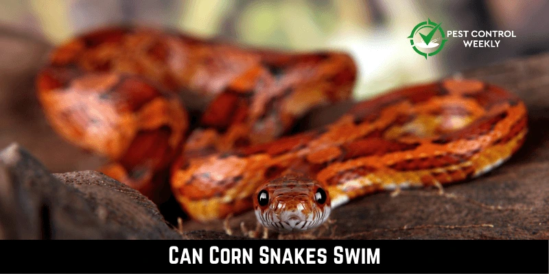 Can Corn Snakes Swim