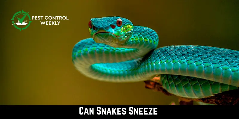 Can Snakes Sneeze