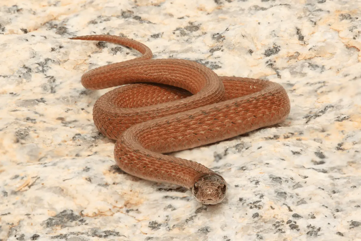 Dekays-Brown-Snakes-Storeria-Dekayi