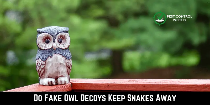 Do Fake Owl Decoys Keep Snakes Away