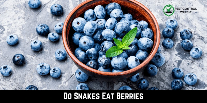 Do Snakes Eat Berries