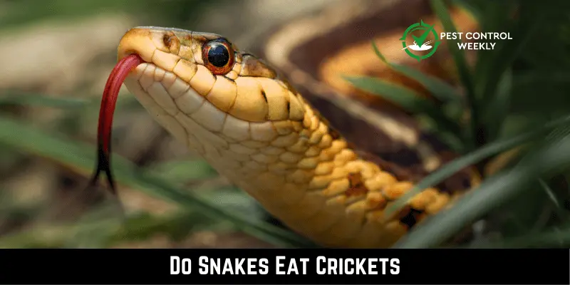 Do Snakes Eat Crickets