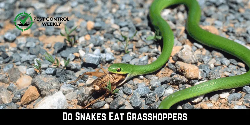 Do Snakes Eat Grasshoppers