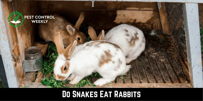 Do-Snakes-Eat-Rabbits