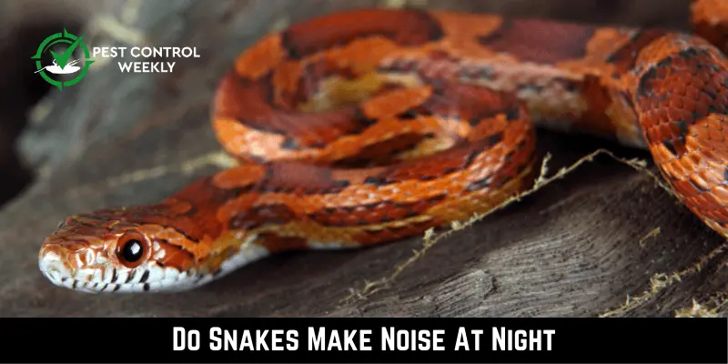 Do Snakes Make Noise At Night