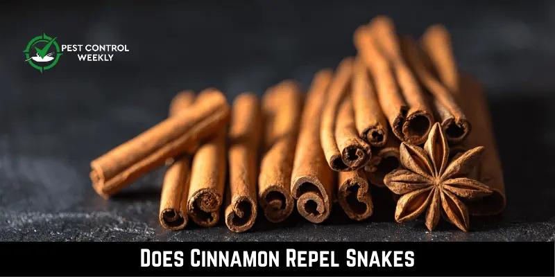 Does Cinnamon Repel Snakes