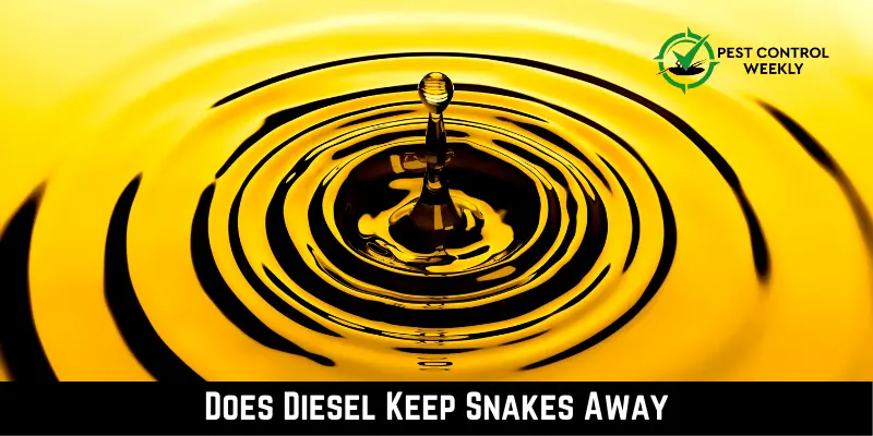 Does Diesel Keep Snakes Away