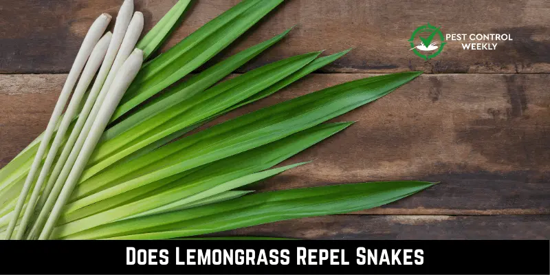 Does Lemongrass Repel Snakes