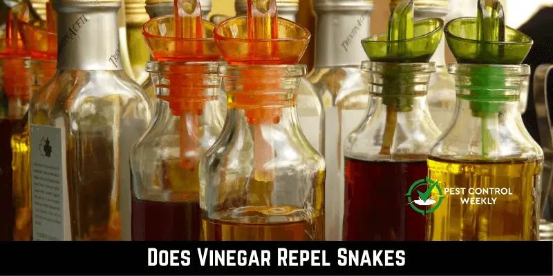 Does Vinegar Repel Snakes