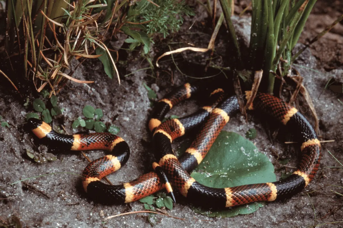 Eastern-Coral-Snake-Micrurus-fulvius