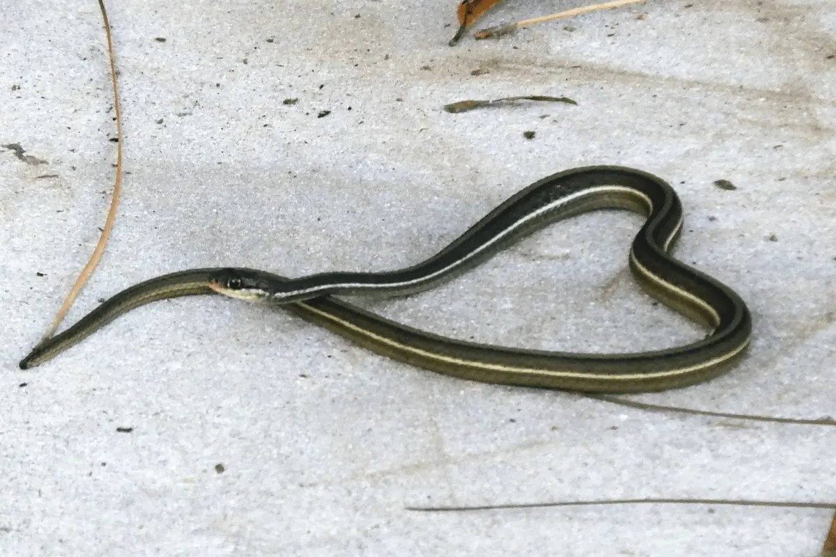 Eastern-Ribbon-Snake-Thamnophis-sauritus