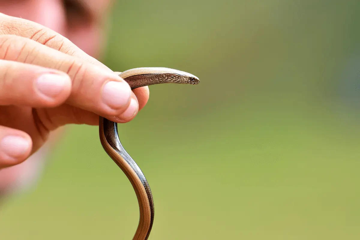Eastern Worm Snakes (Carphophis Amoenus)