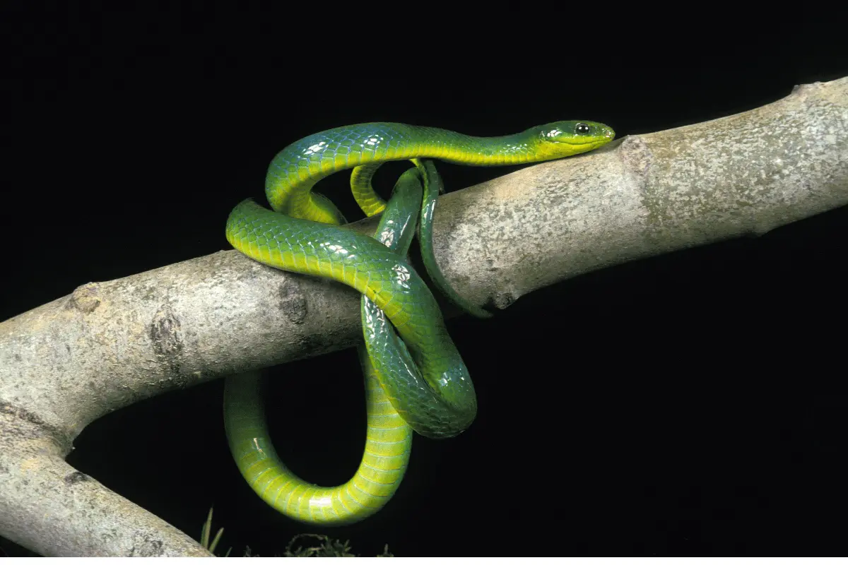 Green-Snakes-Opheodrys-spp.