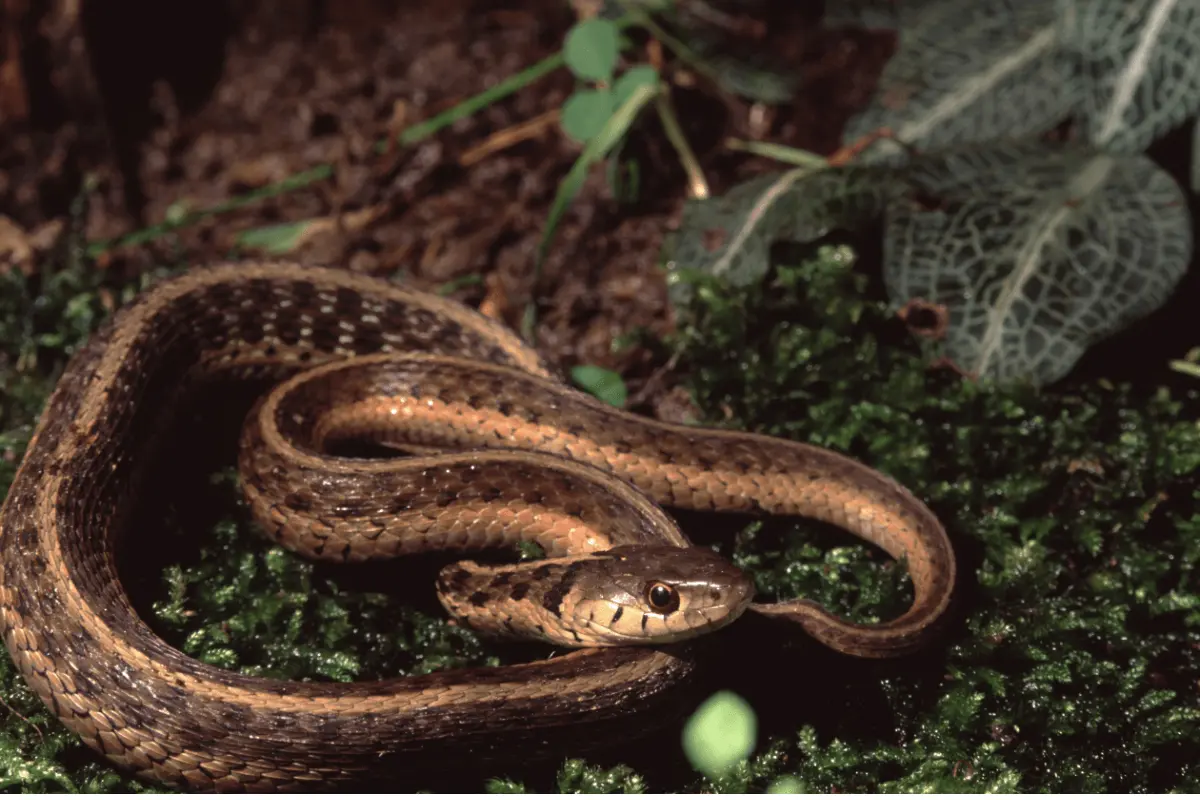 Northwestern-Garter-Snake-Thamnophis-ordinoides