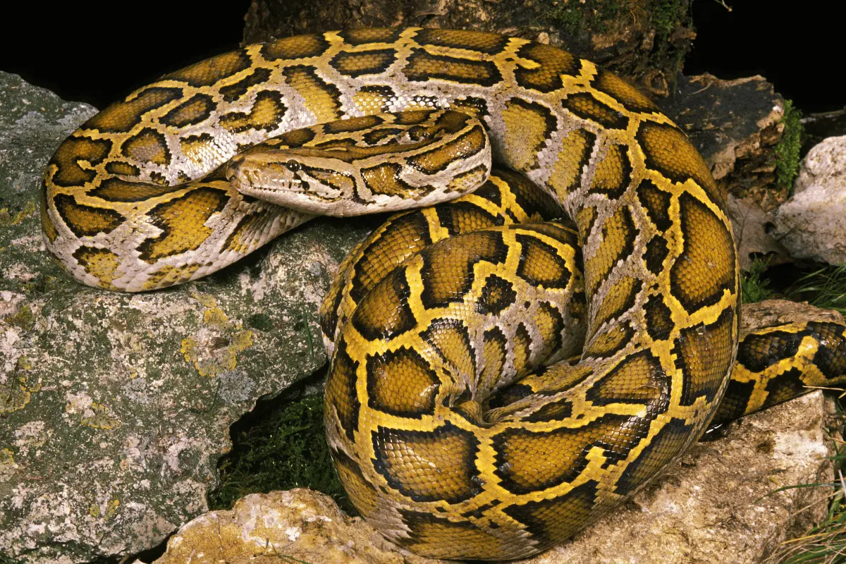 Python-Molurus-Indian-Python