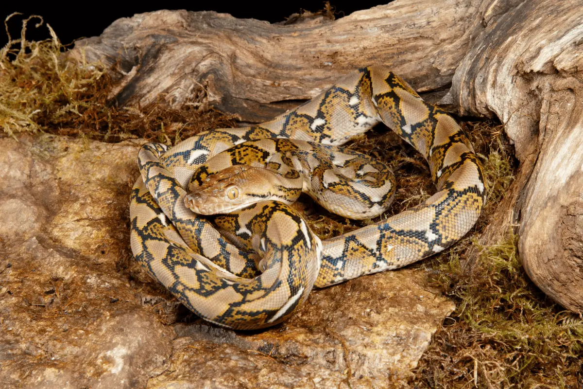 Reticulated-Pythons
